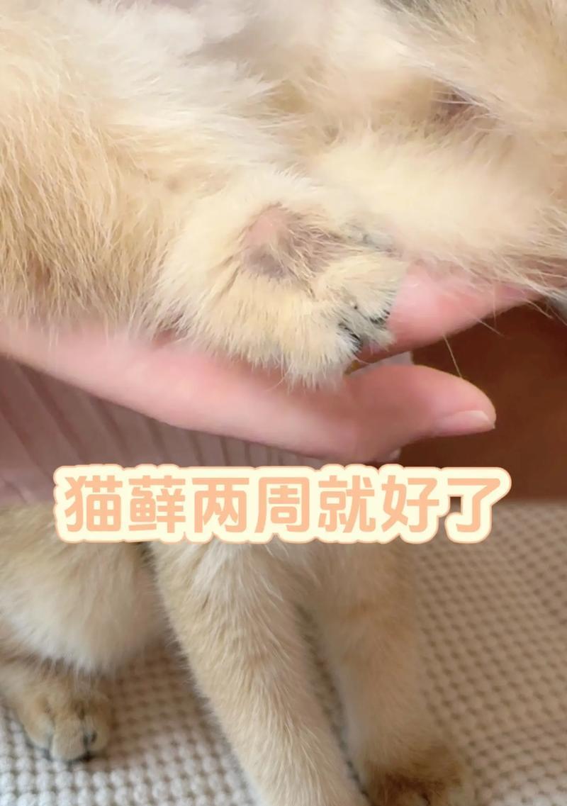 猫藓治疗的时间和方法（以猫得了猫藓多久能好？治疗猫藓的有效方法）(图4)