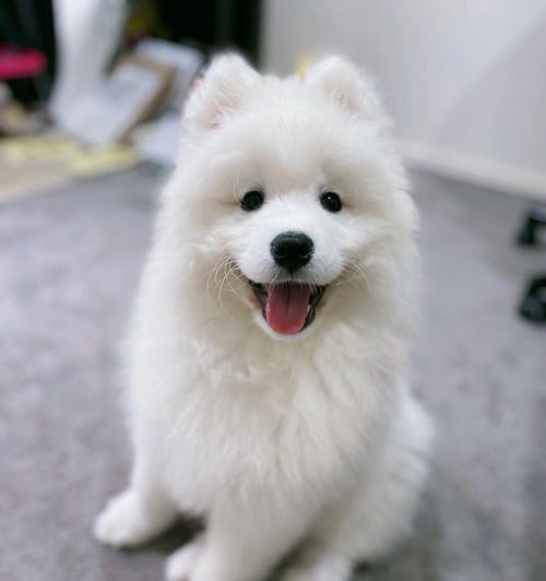 微笑天使（一款可爱活泼的家庭宠物，为您带来无尽的欢乐）(图2)