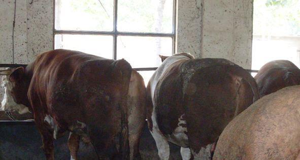 狗焦虫病（了解狗焦虫病的表现及如何保护你的宠物）(图2)