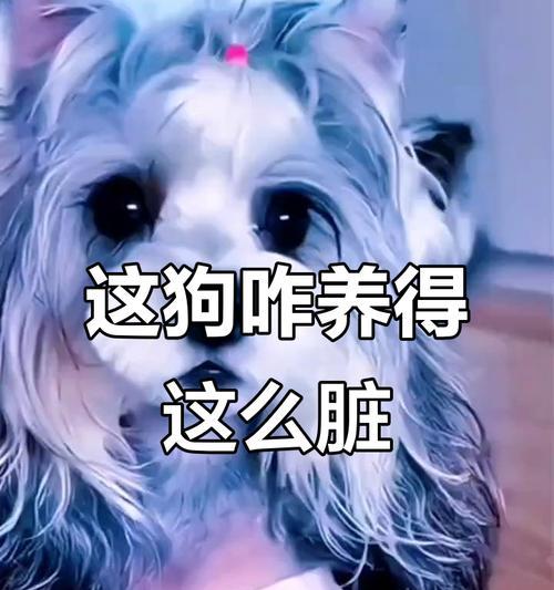 哈士奇蓝眼之谜（探究哈士奇眼睛为何独特蓝色，突变基因的关键作用）