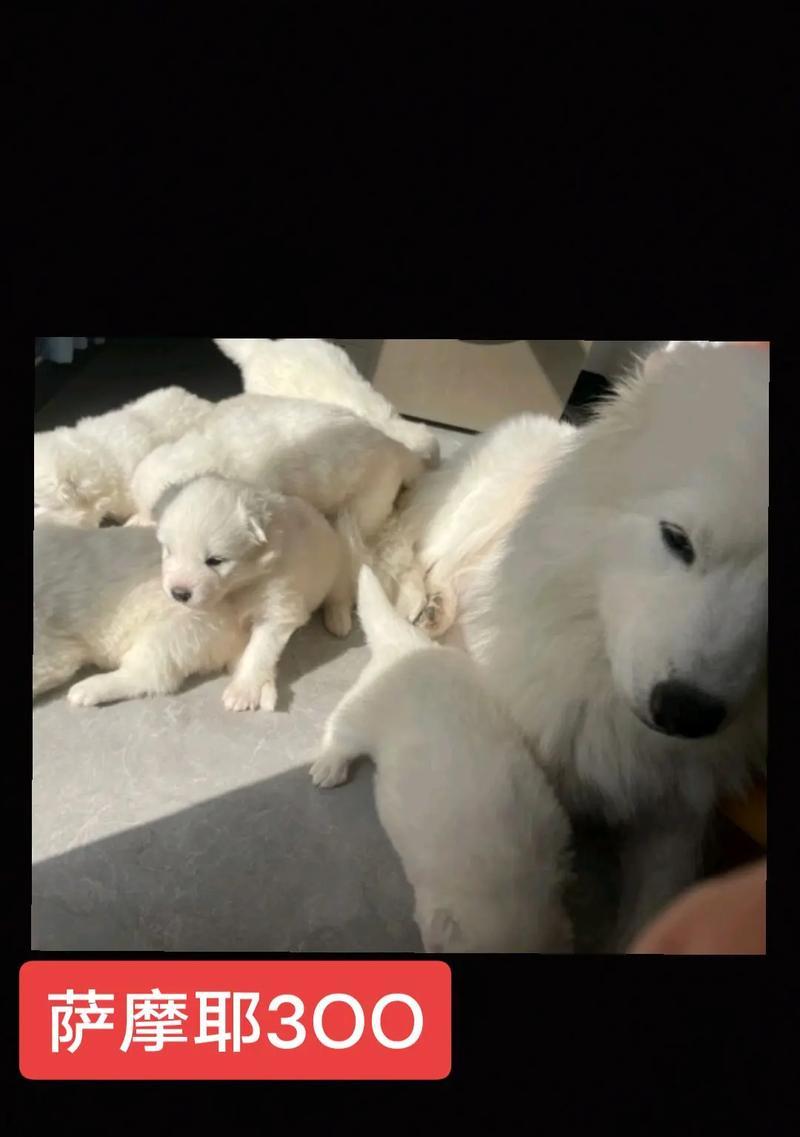 微笑天使（一款可爱活泼的家庭宠物，为您带来无尽的欢乐）(图3)