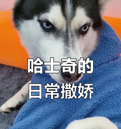 哈士奇蓝眼之谜（探究哈士奇眼睛为何独特蓝色，突变基因的关键作用）(图2)