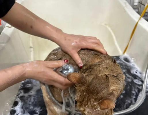 正确给猫咪洗澡的方法（如何让猫咪在洗澡中感到舒适与安全）(图4)