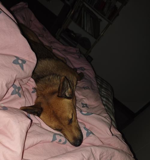 爱犬驱虫后出现不良反应，主人应注意的三要点（牢记不可盲目喂药，保护宠物的健康）(图4)