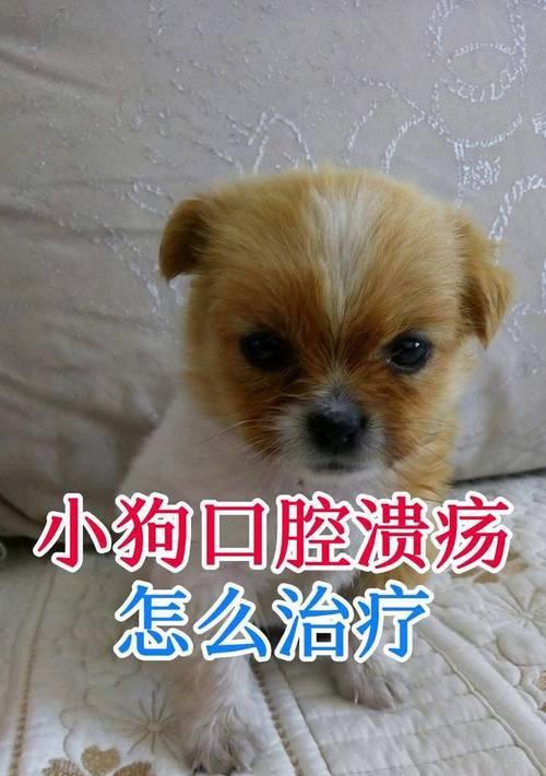 狗口腔溃疡的治疗方法（有效药物缓解口腔溃疡不适）(图4)