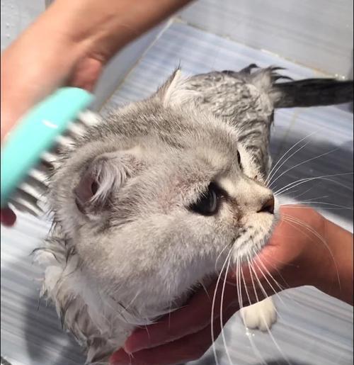 正确给猫咪洗澡的方法（如何让猫咪在洗澡中感到舒适与安全）