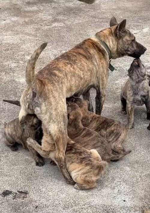 狗狗喝牛奶的时间与频率（揭秘狗狗从幼年到成年喝牛奶的变化及影响）(图1)