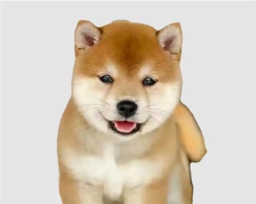 揭秘宠物狗狗的寿命长短，你家狗狗能活多久？（以15种常见宠物狗的寿命榜来看看，谁的寿命更长？）(图3)