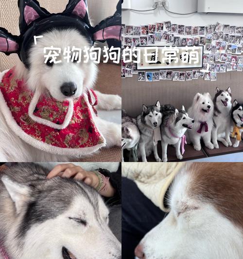 揭秘宠物狗狗的寿命长短，你家狗狗能活多久？（以15种常见宠物狗的寿命榜来看看，谁