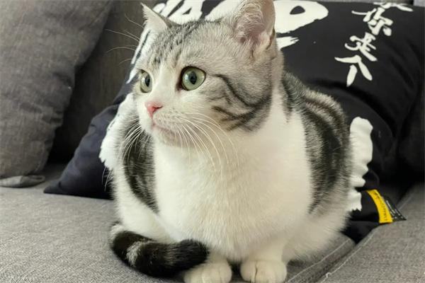 怎么知道猫咪生产完了没有? 怎么知道猫咪生产完了没有?(图3)