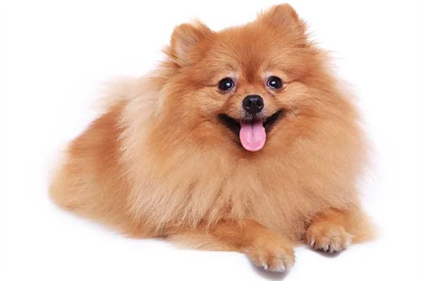 老年狗狗经常漏尿怎么解决? 老年狗狗经常漏尿怎么解决?(图3)