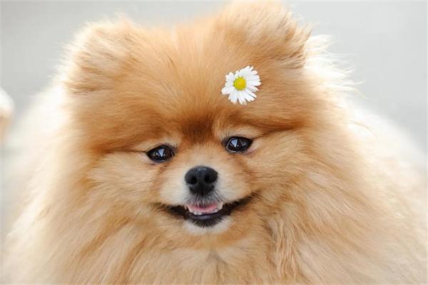 狗狗换粮 狗狗有必要定期换粮吗?(图3)