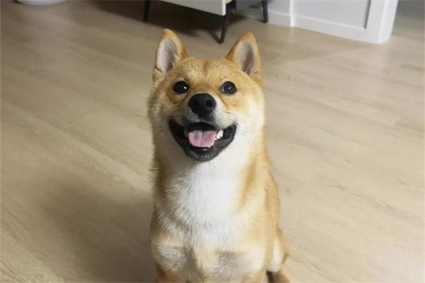 狗狗犯错屡教不改是什么原因? 狗狗犯错屡教不改是什么原因?(图1)