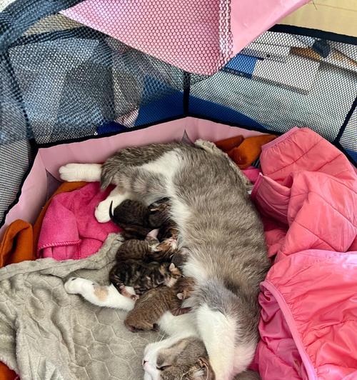 狗崽奶粉(为您揭秘狗崽奶粉的正确喂养时间和用量)(图2) 狗崽奶粉(为您揭秘狗崽奶粉的正确喂养时间和用量)(图2)