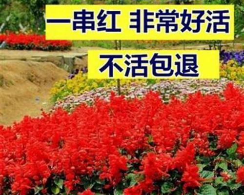 串串红的魅力（一探串串红的历史渊源与风靡全球的原因）