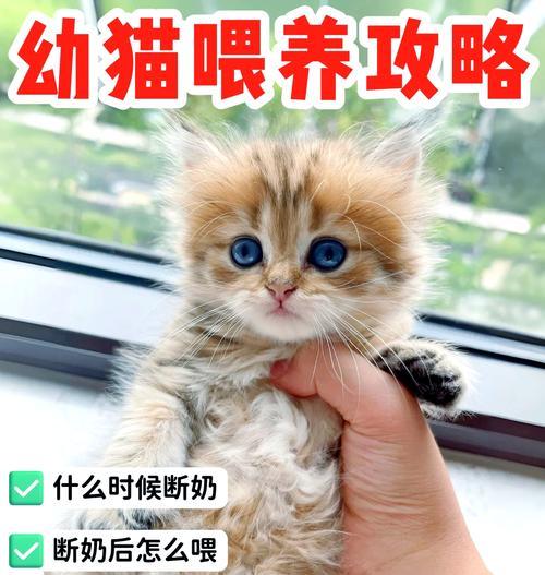 如何正确喂养小奶猫（营养均衡的饮食是关键）(图1)