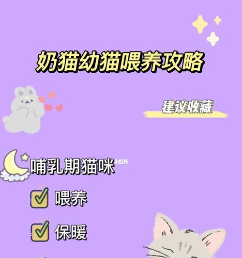 如何正确喂养小奶猫（营养均衡的饮食是关键）(图2)
