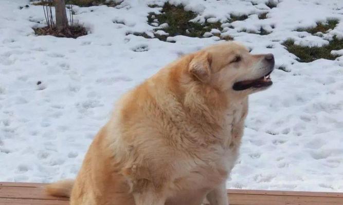 金毛肥胖的原因及解决方法（探究金毛肥胖的原因和提供合理的减肥建议）(图2)