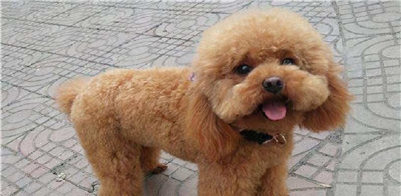 泰迪屎腥臭的原因解析（探究泰迪屎腥臭背后的科学原因）(图3)