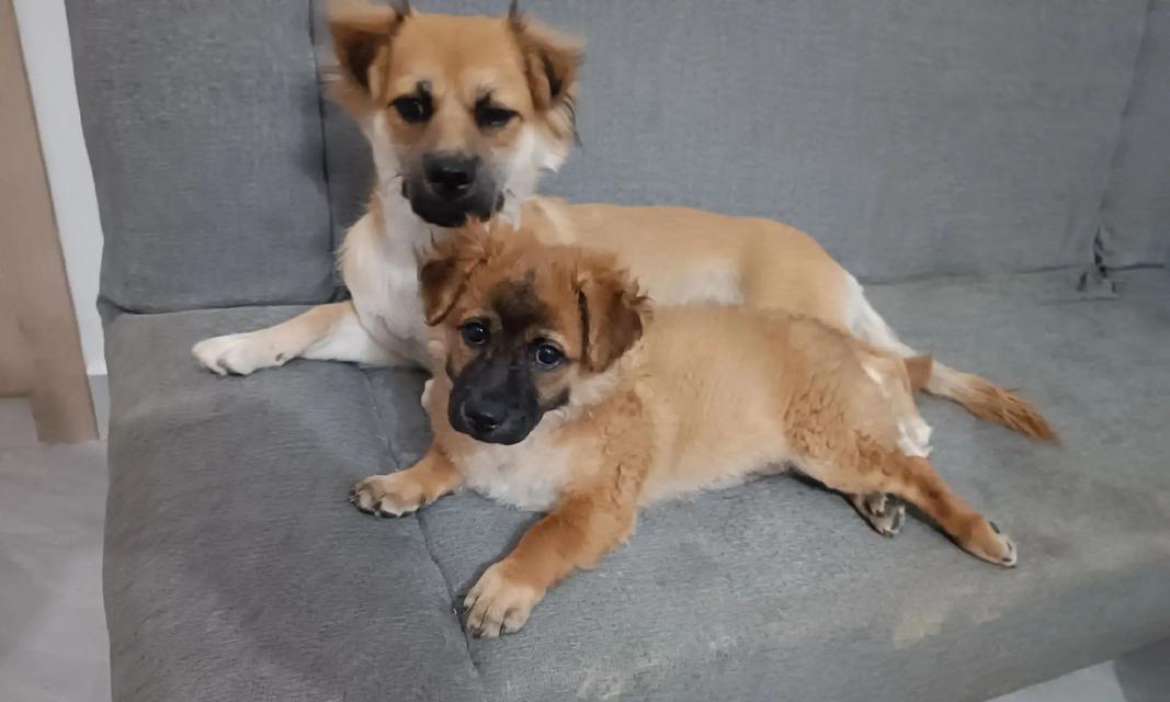 揭秘狗狗半夜不睡觉的原因（为何狗狗在夜晚失眠不安？解读狗狗夜间行为谜团）(图3)