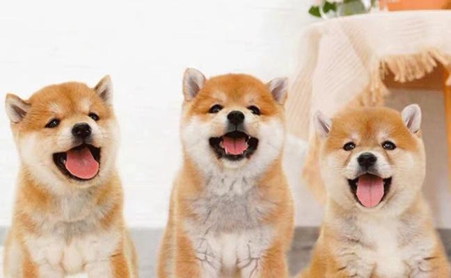 柴犬幼犬的主食选择(了解柴犬幼犬的饮食需求,给它们提供适合的粮食)(图3) 柴犬幼犬的主食选择(了解柴犬幼犬的饮食需求,给它们提供适合的粮食)(图3)