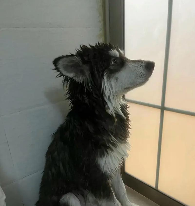 揭秘狗狗半夜不睡觉的原因（为何狗狗在夜晚