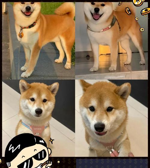 柴犬幼犬的主食选择(了解柴犬幼犬的饮食需求,给它们提供适合的粮食)(图2) 柴犬幼犬的主食选择(了解柴犬幼犬的饮食需求,给它们提供适合的粮食)(图2)