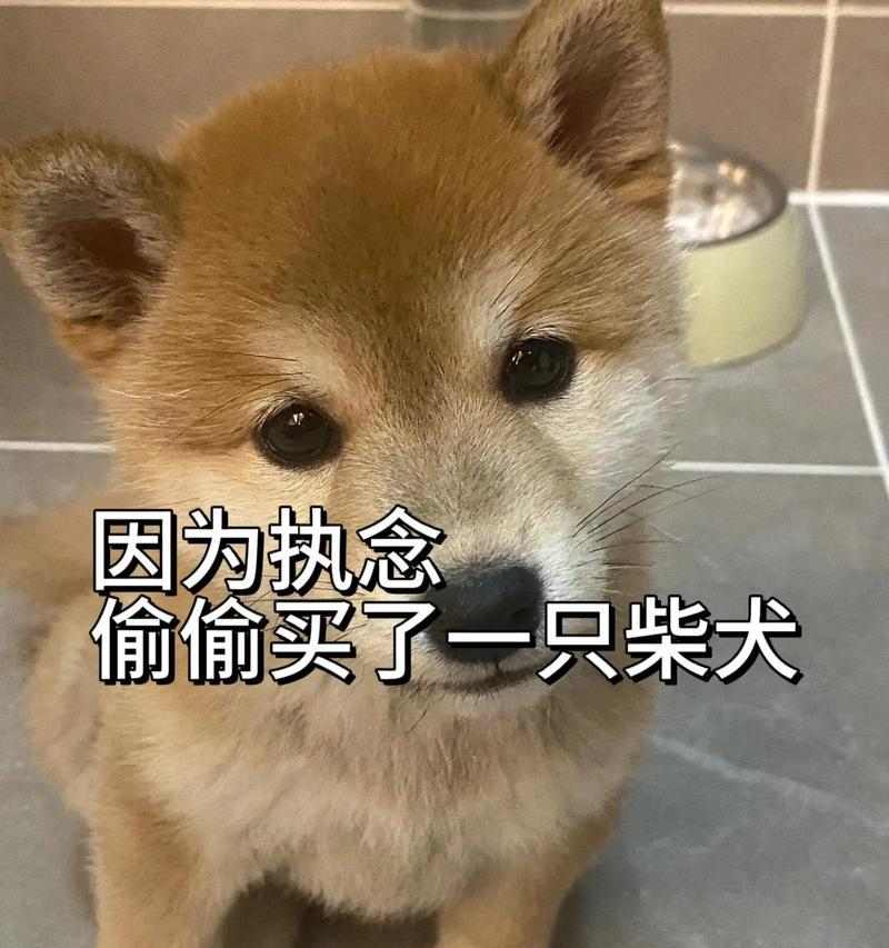柴犬幼犬的主食选择(了解柴犬幼犬的饮食需求,给它们提供适合的粮食)(图1) 柴犬幼犬的主食选择(了解柴犬幼犬的饮食需求,给它们提供适合的粮食)(图1)