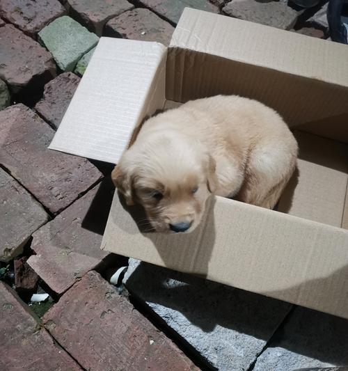 金毛肥胖的原因及解决方法（探究金毛肥胖的