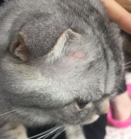 了解折耳病（探索折耳病的发病机理及其对患者的影响）(图3)