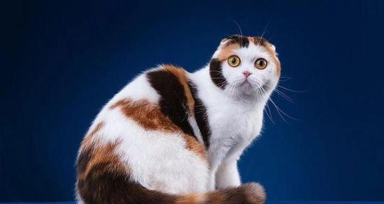 了解折耳病（探索折耳病的发病机理及其对患者的影响）(图2)