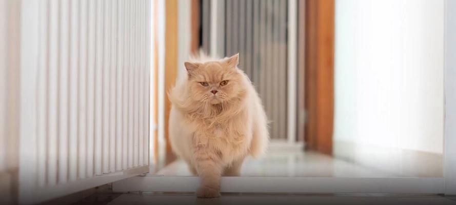 猫咪的突然乱跑之谜(探索猫咪行为背后的奥秘)(图2) 猫咪的突然乱跑之谜(探索猫咪行为背后的奥秘)(图2)