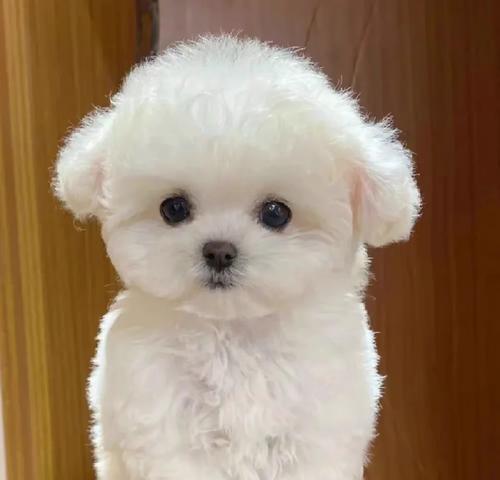 如何评价比熊的品相好（探究比熊品相的关键指标及其影响因素）(图1)