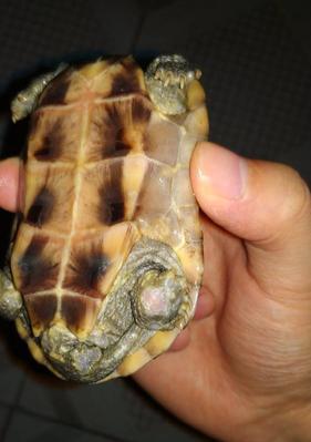 探秘乌龟腐皮(乌龟腐皮的制作工艺与营养价值)(图2) 探秘乌龟腐皮(乌龟腐皮的制作工艺与营养价值)(图2)