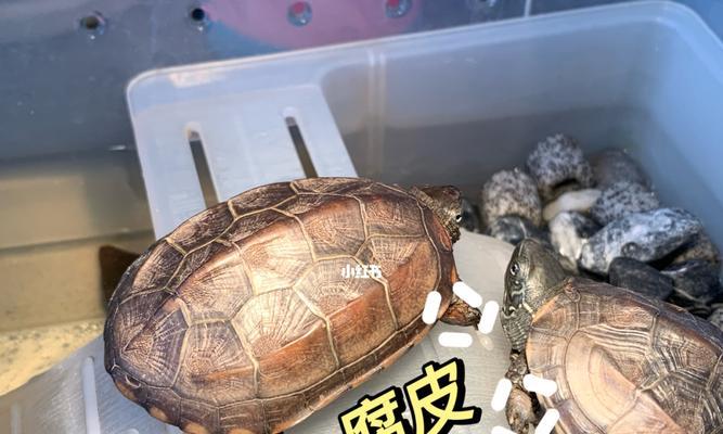 探秘乌龟腐皮(乌龟腐皮的制作工艺与营养价值)(图3) 探秘乌龟腐皮(乌龟腐皮的制作工艺与营养价值)(图3)