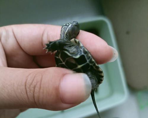 探秘乌龟腐皮(乌龟腐皮的制作工艺与营养价值)(图1) 探秘乌龟腐皮(乌龟腐皮的制作工艺与营养价值)(图1)