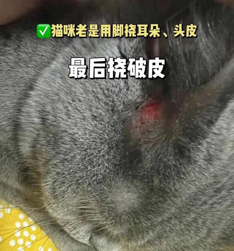 猫为什么会头痒?(探究猫咪头痒的原因及解决方法)(图2) 猫为什么会头痒?(探究猫咪头痒的原因及解决方法)(图2)
