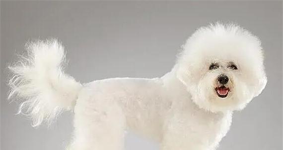 如何评价比熊的品相好（探究比熊品相的关键指标及其影响因素）(图3)