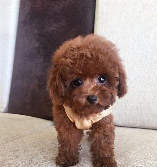 泰迪犬的圆大眼睛之谜（探索泰迪犬眼睛形态的奥秘）(图1)