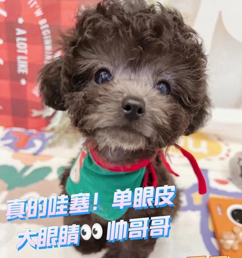 泰迪犬的圆大眼睛之谜（探索泰迪犬眼睛形态的奥秘）(图2)