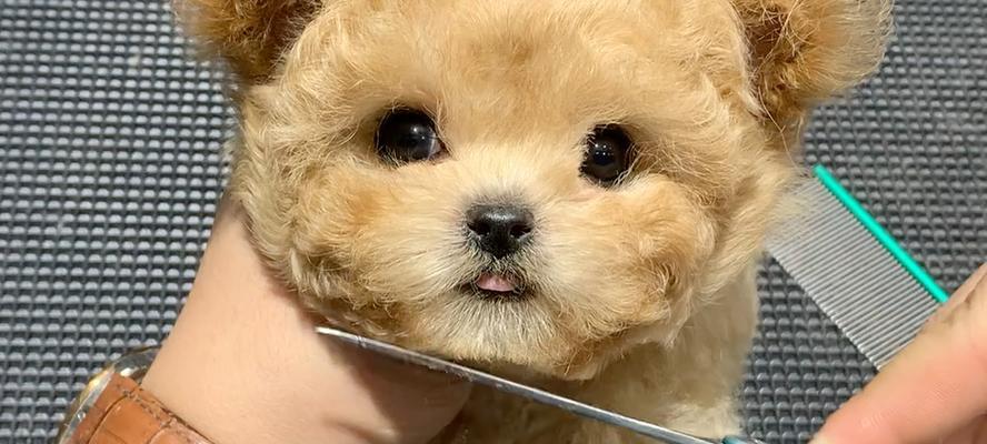 泰迪犬的圆大眼睛之谜（探索泰迪犬眼睛形态的奥秘）(图3)