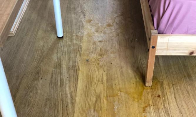 狗笼子清洗频率的重要性（为了宠物健康，你需要知道这些关键信息）(图2)