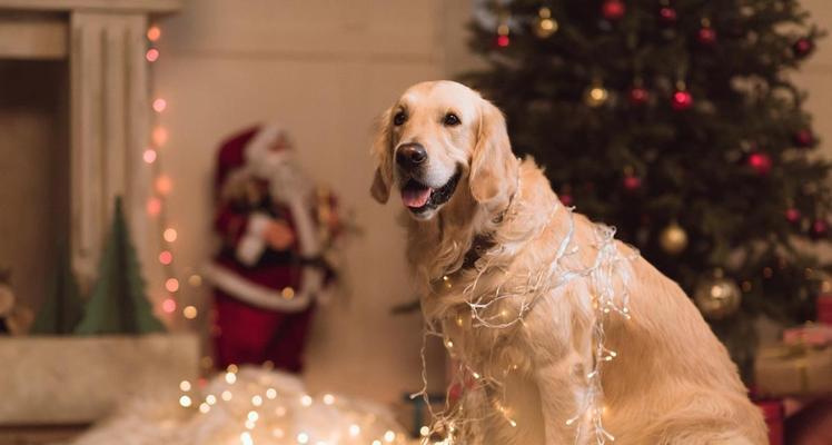 金毛的运动量有多大？如何避免运动伤害？（了解金毛犬的运动需求，掌握科学的运动防护方法）(图1)