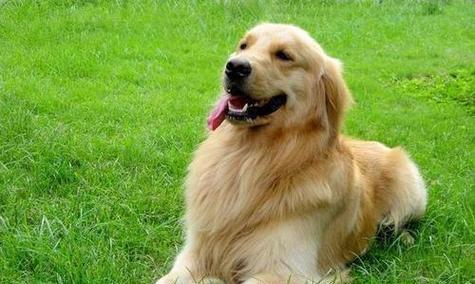 金毛的运动量有多大？如何避免运动伤害？（了解金毛犬的运动需求，掌握科学的运动防护方法）(图2)