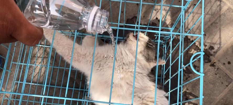 猫咪中毒应慎重处理，不要急着催吐！（了解中毒原因，避免二次伤害）(图3)