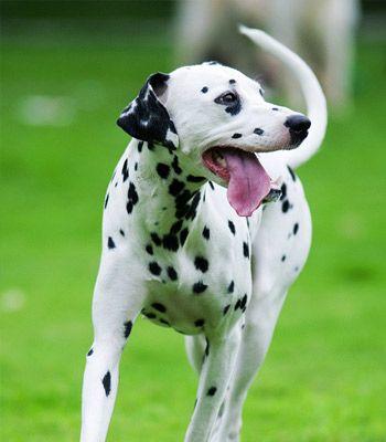 探秘世界上最贵的大麦町犬（拥有出色奔跑能力的大麦町犬成为富豪们的新宠）(图3)