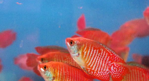 饲养热带鱼的好选择（探索适合养殖的中大型热带鱼种类）(图1)