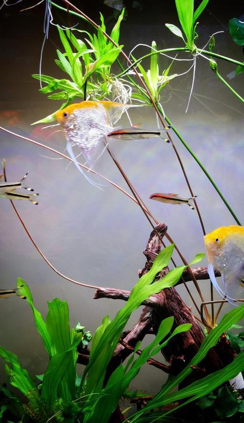 饲养热带鱼的好选择（探索适合养殖的中大型热带鱼种类）(图2)