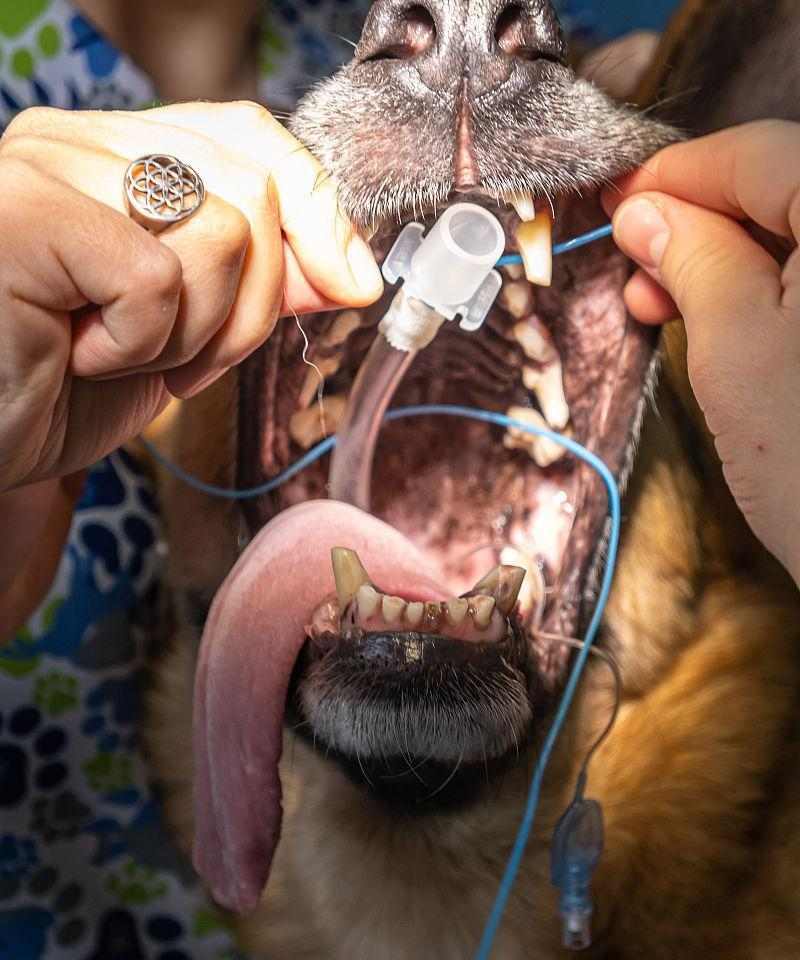 狗狗后恢复正常需要多长时间？（了解狗狗恢复时间的关键因素和注意事项）(图1)