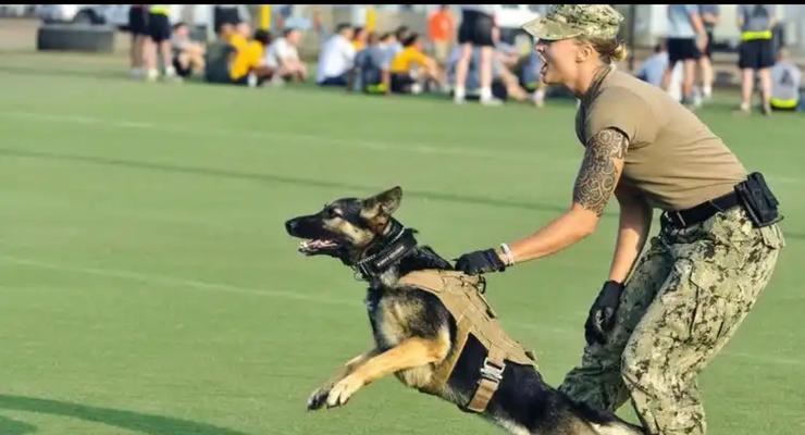 犬的基础训练方法及技巧（培养狗狗良好行为习惯的关键技巧与实践）(图3)